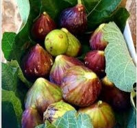 Figues Noire, doux come le miel